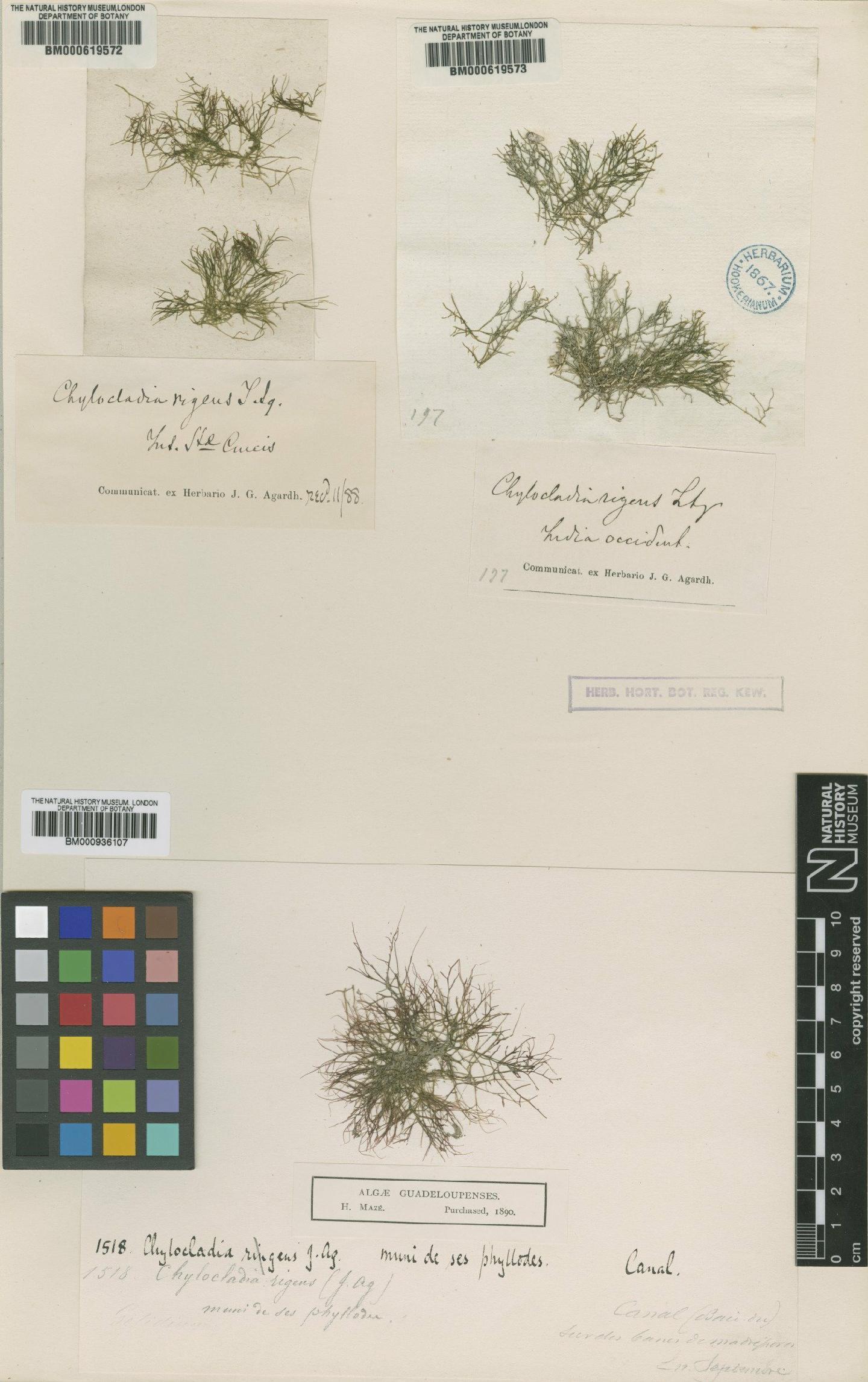 To NHMUK collection (Coelothrix irregularis (Harvey) Børgesen; Type; NHMUK:ecatalogue:4791385)