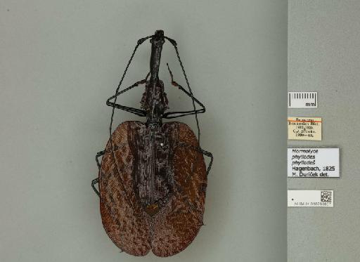 Mormolyce phyllodes Hagenbach, 1825 - 010799807_253134_945167