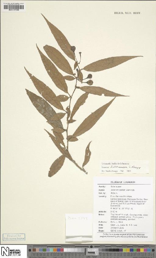 Solanum habrocaulon S.Knapp - BM001070068