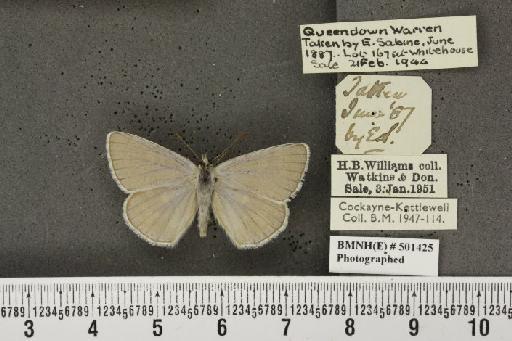Lysandra bellargus ab. pallida Austin, 1890 - BMNHE_501425_181278