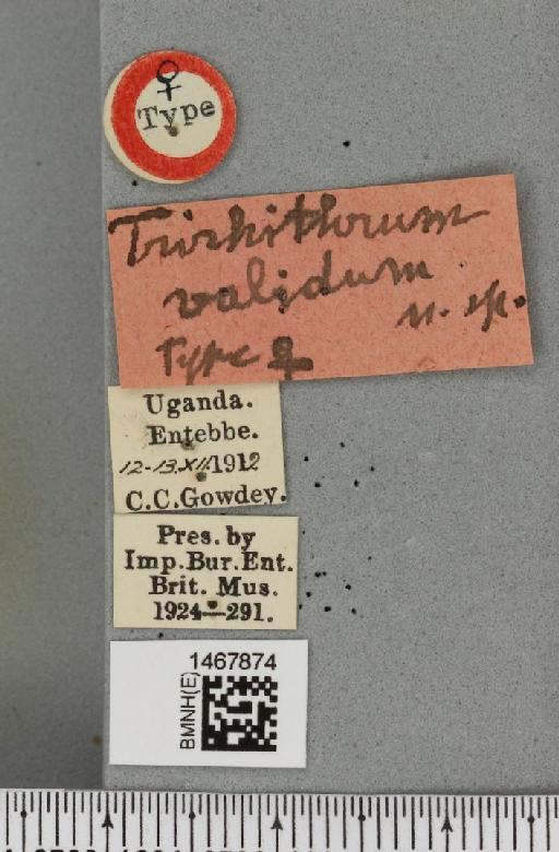 Trirhithrum validum Bezzi, 1920 - BMNHE_1467874_label_27724