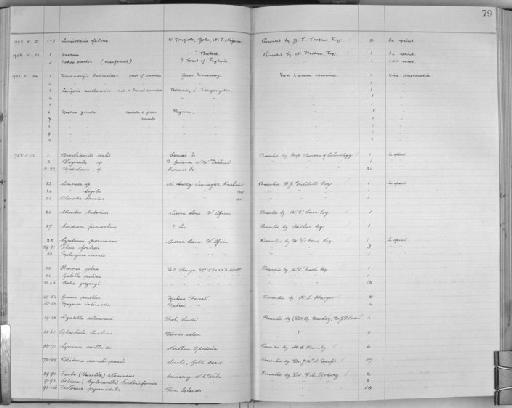 Gonaxis pusillus subterclass Tectipleura (E. von Martens, 1897) - Zoology Accessions Register: Mollusca: 1925 - 1937: page 79