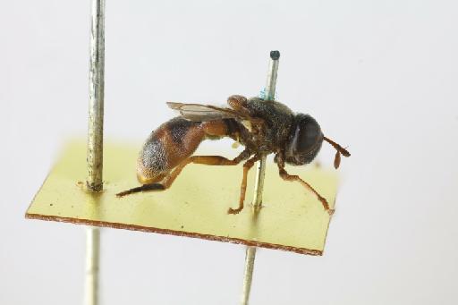 Metadon rugosus (Bezzi, 1915) - Microdon rugosus HT lateral