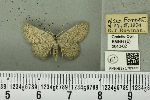 Cyclophora pendularia (Clerck, 1759) - BMNHE_1709330_299320