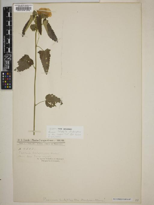 Pavonia belophylla Hochr - BM000545783