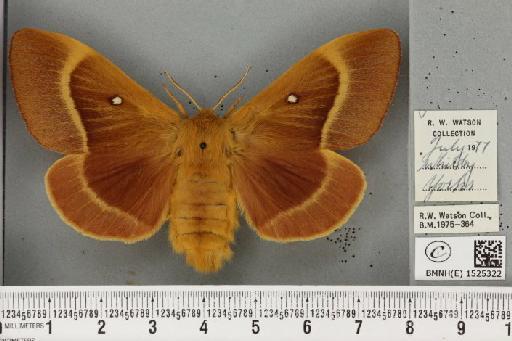 Lasiocampa quercus callunae Gillette & Palmer, 1847 - BMNHE_1525322_194212