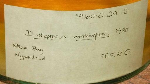 Bathyclarias worthingtoni Jackson, 1959 - 1960.2.29.18; Bathyclarias worthingtoni; image of jar label; ACSI project image