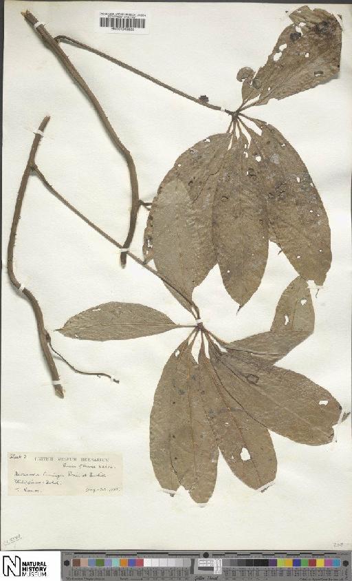 Dioscorea cumingii Prain & Burkill - BM001049833