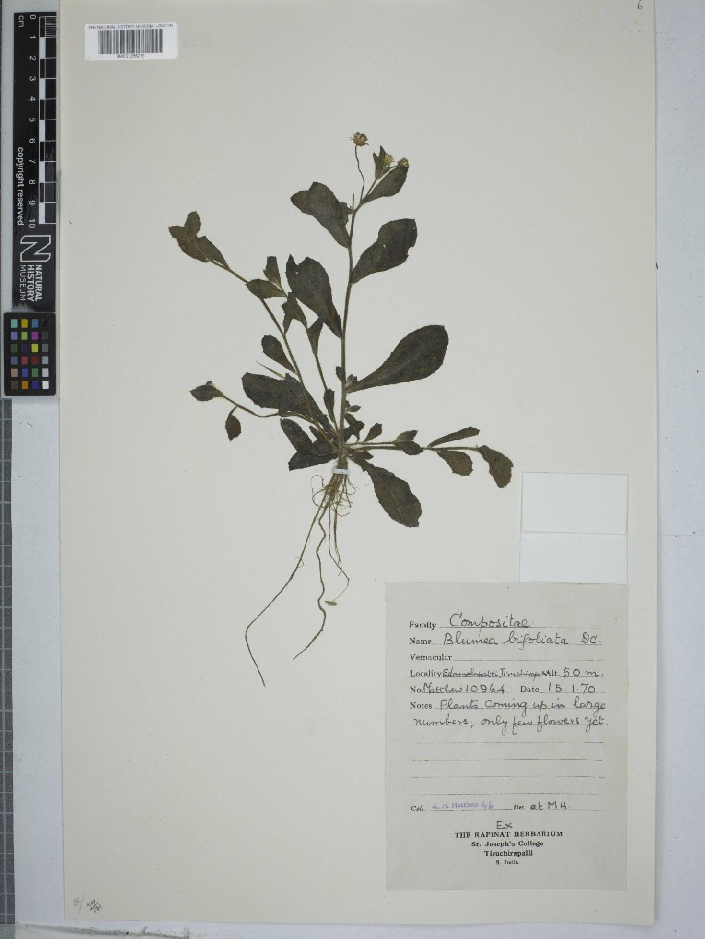 To NHMUK collection (Blumea bifoliata (L.) DC.; NHMUK:ecatalogue:9151268)