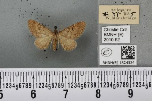 Eupithecia intricata intricata (Zetterstedt, 1839) - BMNHE_1824534_389077
