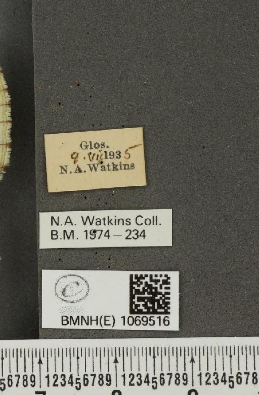 Melanargia galathea serena Verity, 1913 - BMNHE_1069516_label_35295