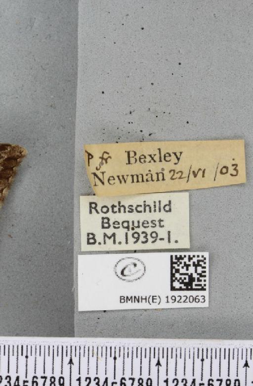 Alcis repandata repandata (Linnaeus, 1758) - BMNHE_1922063_label_477299