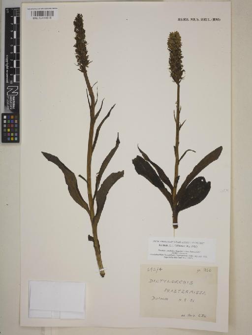 Dactylorhiza praetermissa (Druce) Soó - 013414618