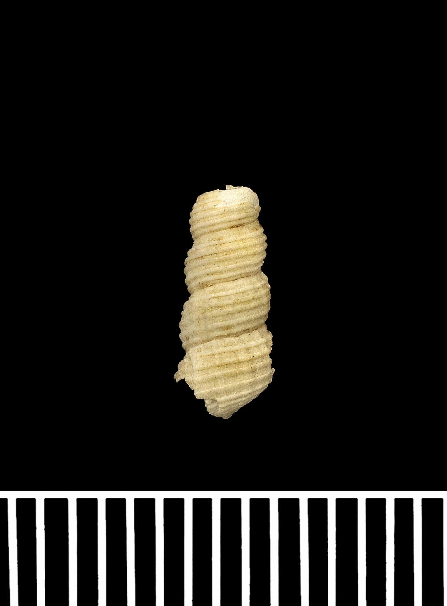 To NHMUK collection (Turritellopsis thielei Powell, 1951; HOLOTYPE; NHMUK:ecatalogue:2459751)