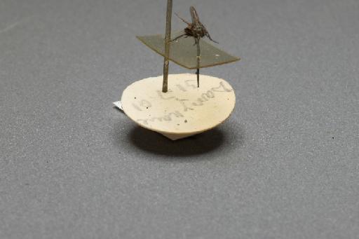 Sarcophaga (Myorhina) nigriventris Meigen, 1826 - 015092547_additional_4