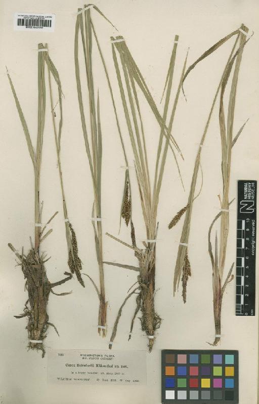 Carex suksdorfii Kük. - BM001042068