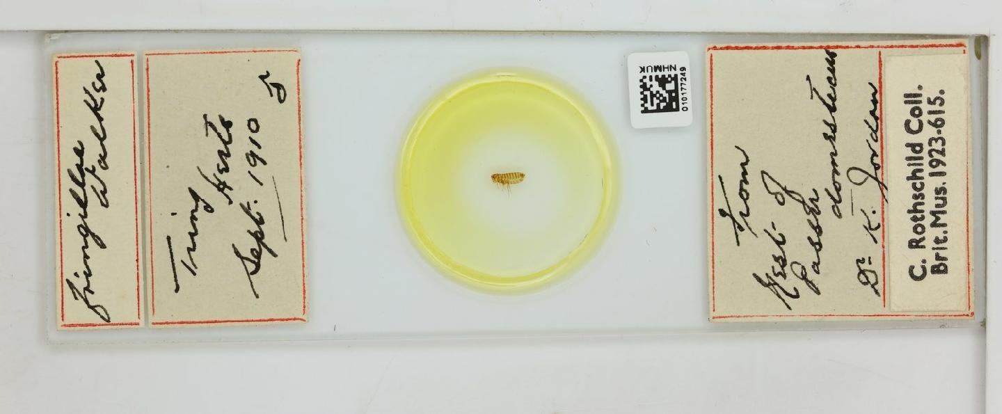 Ceratophyllus fringillae thumbnail