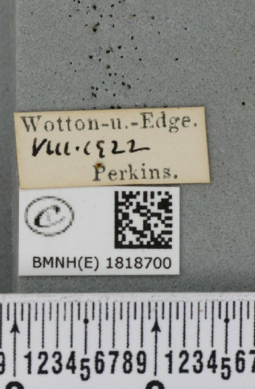 Eupithecia icterata (Stephens, 1831) - BMNHE_1818700_label_393760