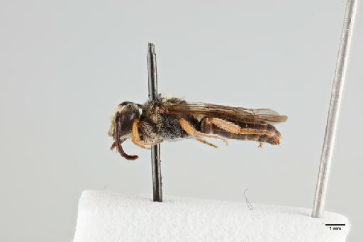 Pasiphae coloratipes Cockerell, 1933 - 010265033_lateral