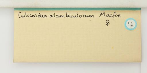 Culicoides alambiculorum Macfie, 1948 - 014898023_additional