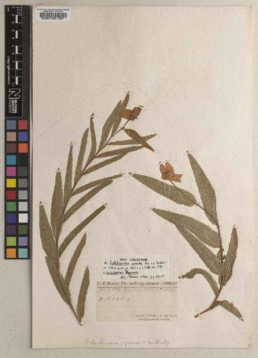 Dalechampia linearis Baill. - BM000504563