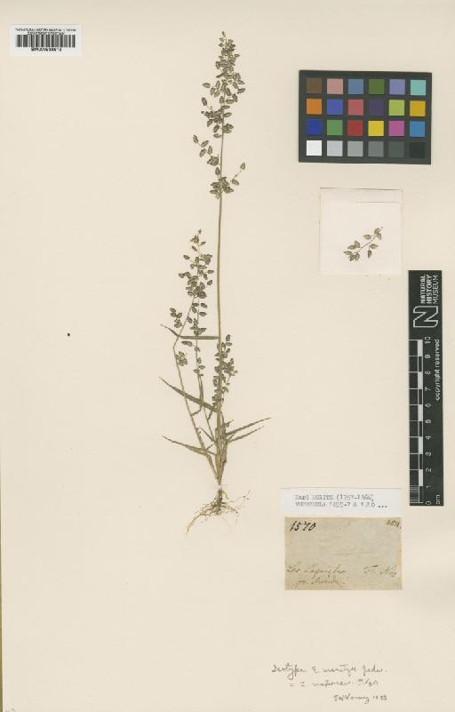 Eragrostis mokensis Pilg. - BM000938619