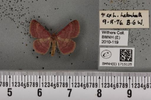 Scopula rubiginata (Hufnagel, 1767) - BMNHE_1715125_268761
