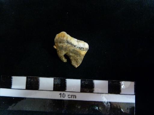 Ursus arctos Linnaeus, 1758 - M 92414. Ursus arctos lower m3 tooth. 2