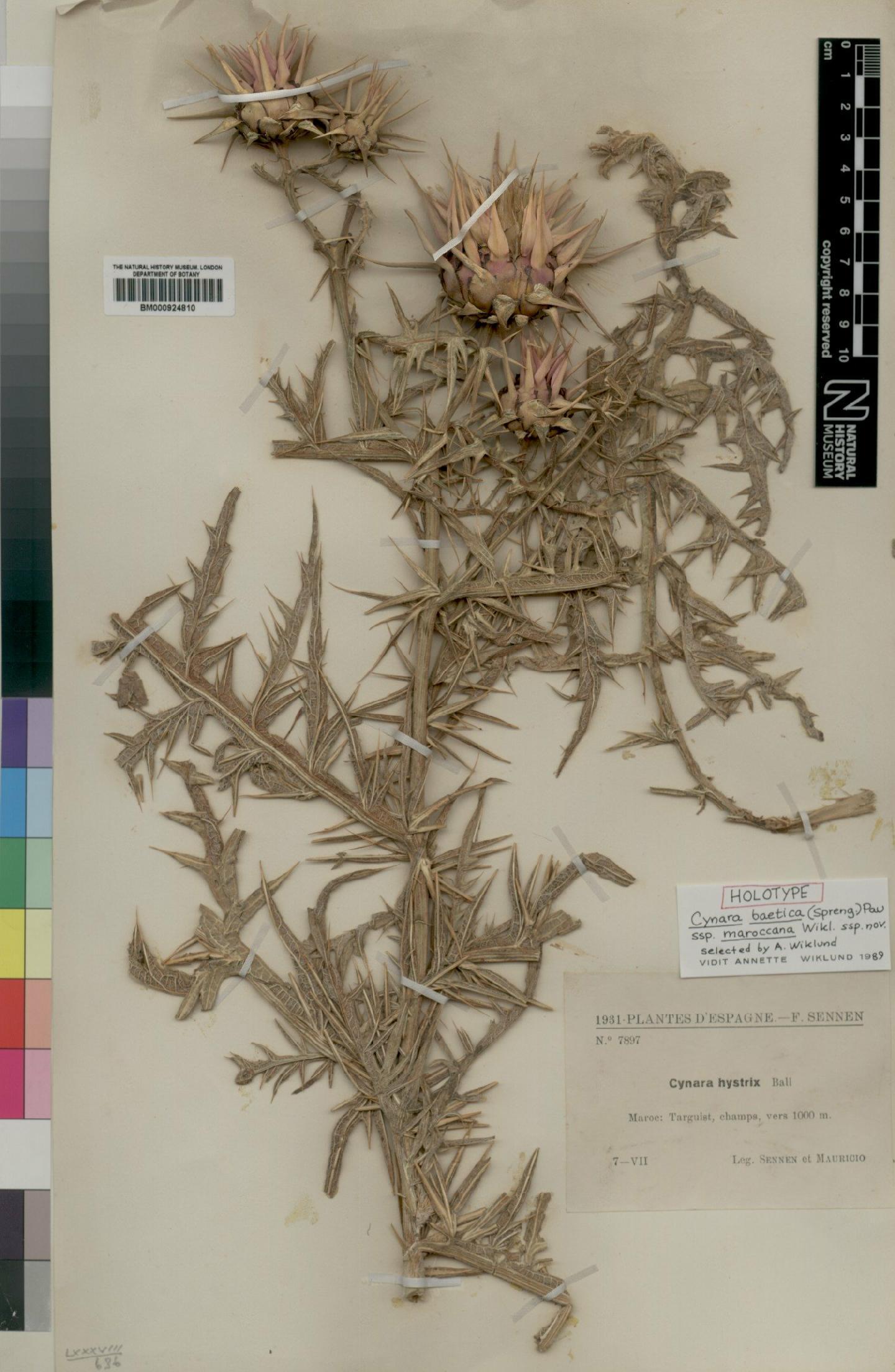 To NHMUK collection (Cynara baetica subsp. maroccana Wiklund; Holotype; NHMUK:ecatalogue:4553556)