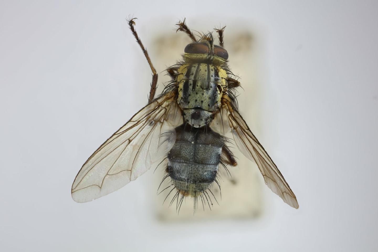 Xanthophyto