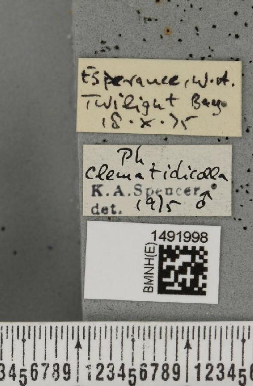 Phytomyza clematidicolla Spencer, 1963 - BMNHE_1491998_label_53698
