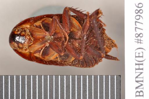 Periplaneta coxalis Walker, 1868 - Periplaneta coxalis Walker, F, 1868, male, holotype, ventral. Photographer: Heidi Hopkins. BMNH(E)#877986