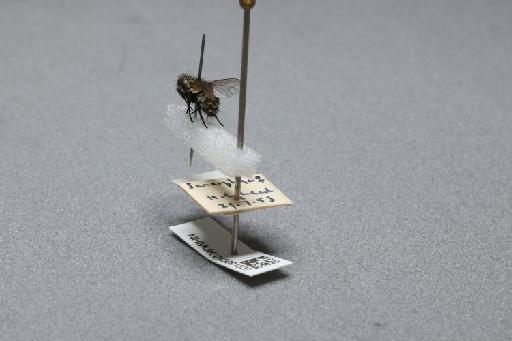 Sarcophaga (Myorhina) nigriventris Meigen, 1826 - 015091637_additional_2