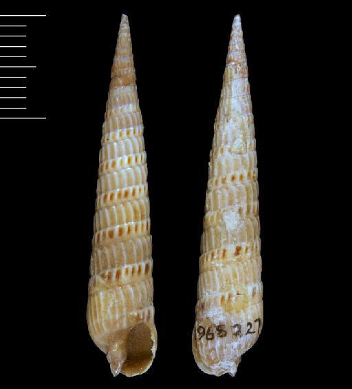 Terebra copula Hinds, 1844 - 1968227/2-5a