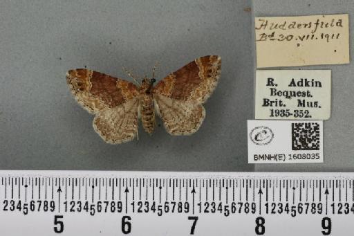 Xanthorhoe spadicearia ab. planicolor Lempke, 1950 - BMNHE_1608035_322717