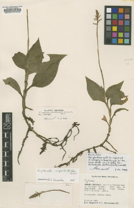 Microchilus whitefoordiae Ormerod - BM000061270