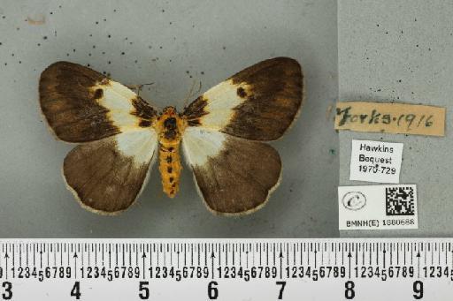 Abraxas grossulariata ab. pulchra Raynor, 1919 - BMNHE_1880688_451039