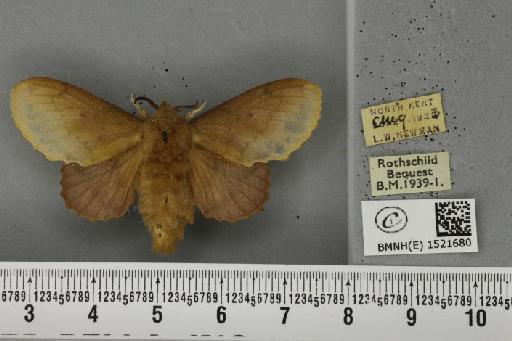 Gastropacha quercifolia (Linnaeus, 1758) - BMNHE_1521680_198503