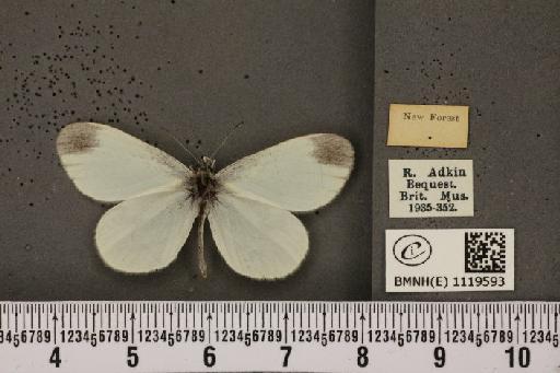 Leptidea sinapis sinapis Linnaeus, 1758 - BMNHE_1119593_74396