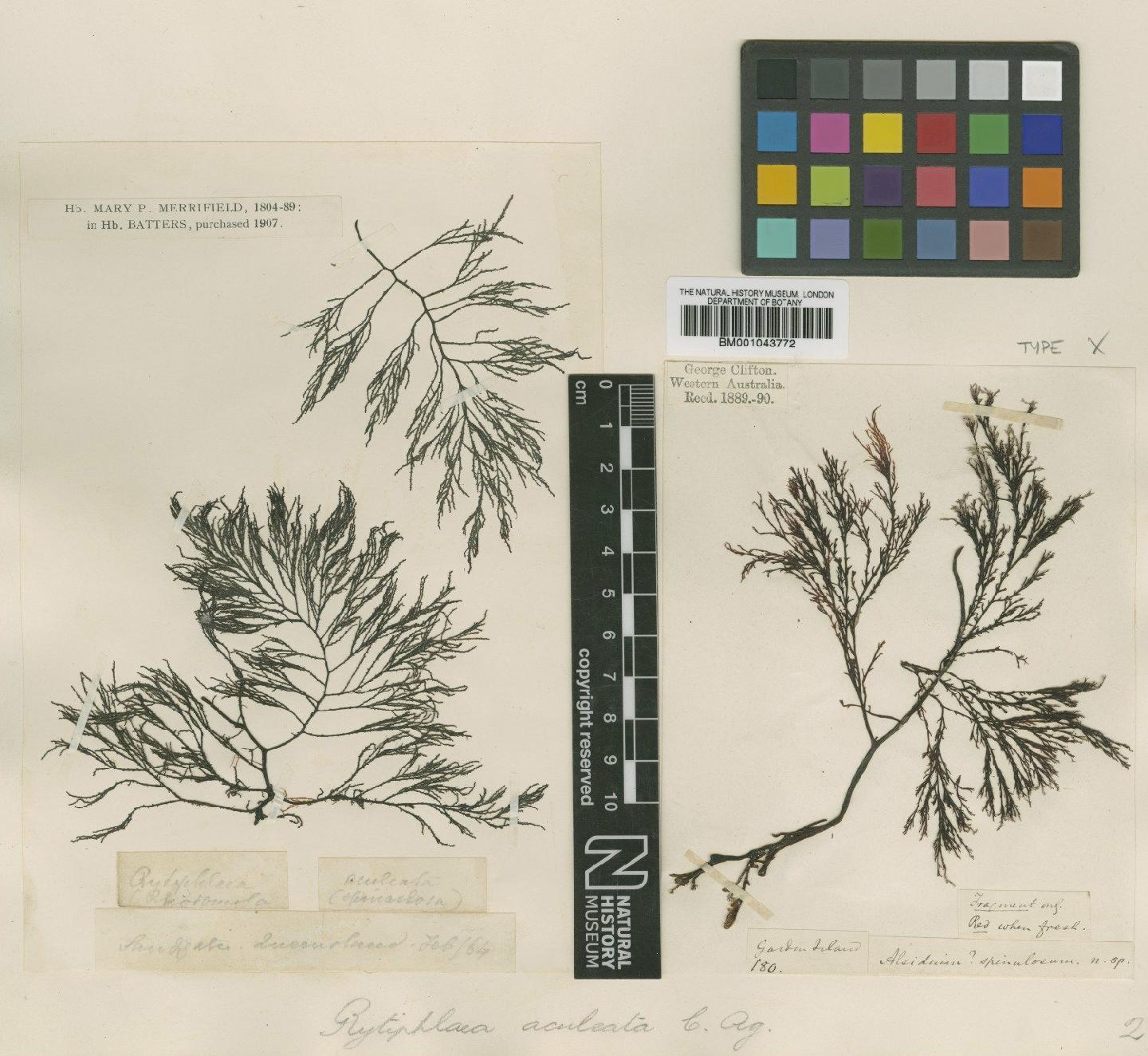 To NHMUK collection (Rytiphlaea aculeata (C.Agardh) J.Agardh; Type; NHMUK:ecatalogue:2379187)