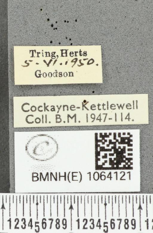 Coenonympha pamphilus ab. partimtransformis Leeds, 1950 - BMNHE_1064121_label_25285