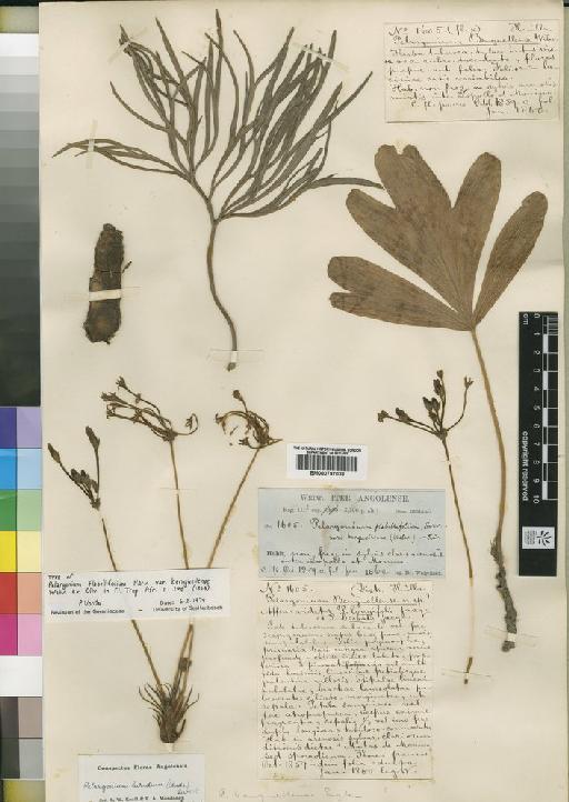 Pelargonium flabellifolium Harv. - BM000797038