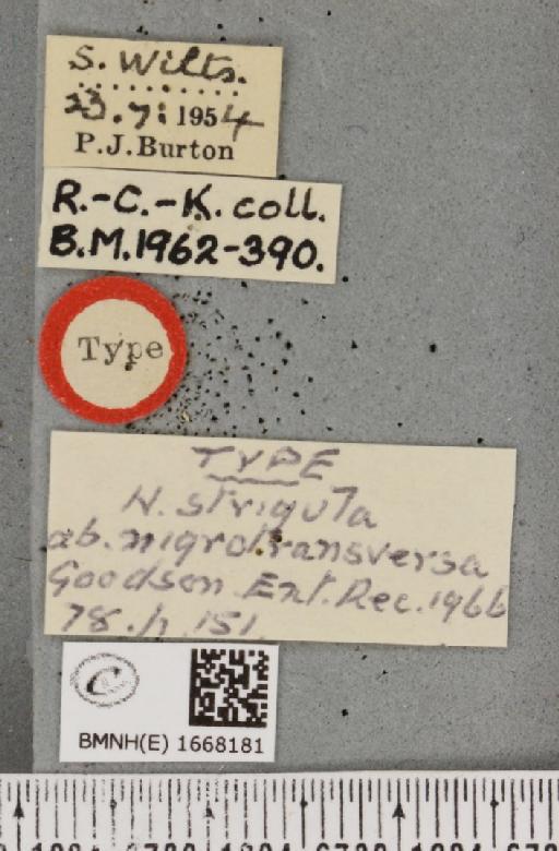 Meganola strigula ab. nigrotransversa Goodson, 1966 - BMNHE_1668181_label_291090