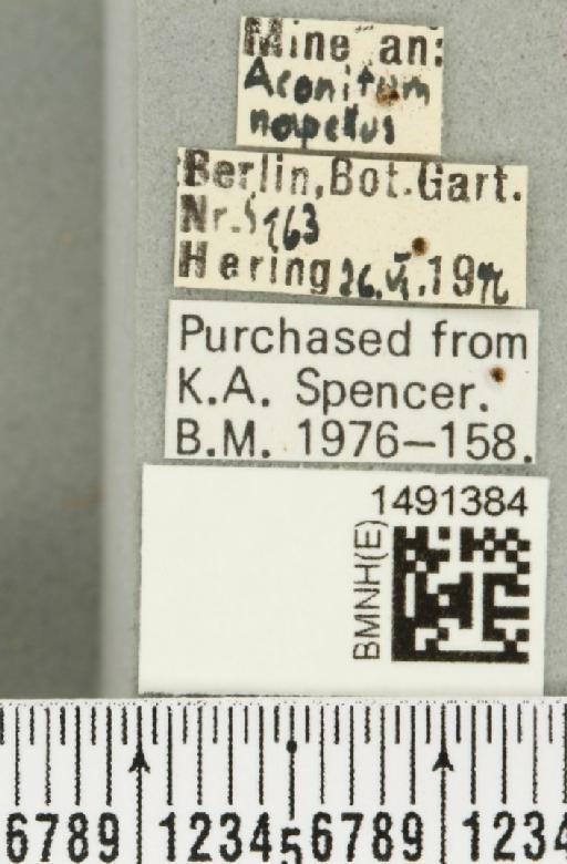 Phytomyza aconitophila Hendel, 1927 - BMNHE_1491384_label_53008