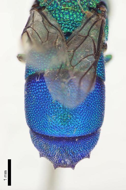 Chrysis saginata Linsenmaier, 1982 - Chrysis_saginata-BMNH(E)#970877_type-metasoma_dorsal-1_25X