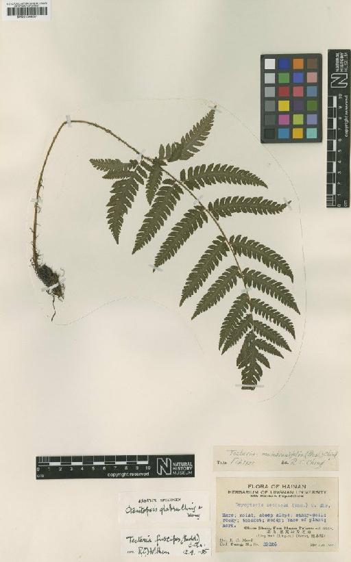 Tectaria fuscipes (Bedd.) C.Chr. - BM001048551
