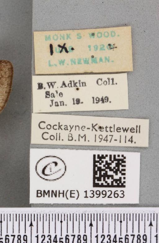 Trichiura crataegi (Linnaeus, 1758) - BMNHE_1399263_label_189643