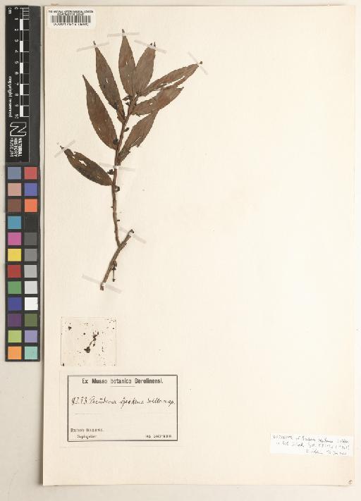 Pseuderia sepikana Schltr. - BM000017518