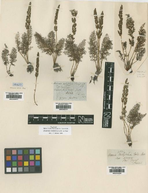 Anemia millefolia (Gardner) C.Presl - BM000800323