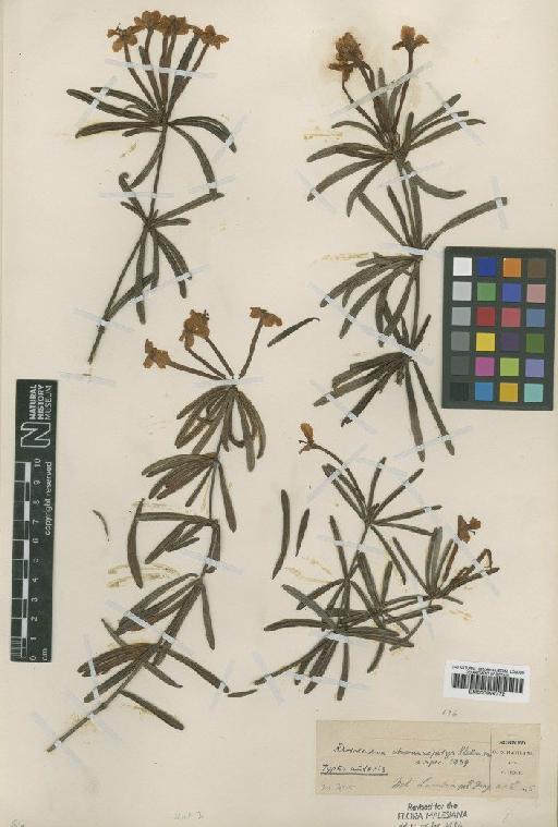 Rhododendron chamaepitys Sleumer - BM000996772